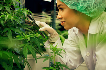 Closeup female scientist wearing disposable cap cutting, trimming gratifying cannabis plant leaf in...