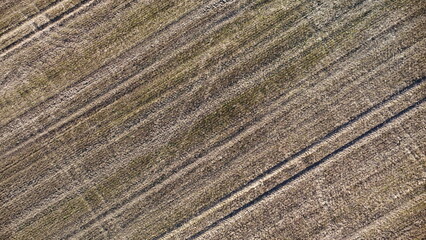 birdseye field