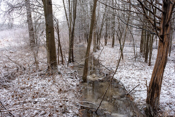 hike in the swamp with snow in winter 