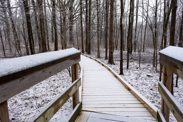 hike in the swamp with snow in winter 