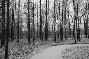 trail in the swamp covered with snow in winter in black and white