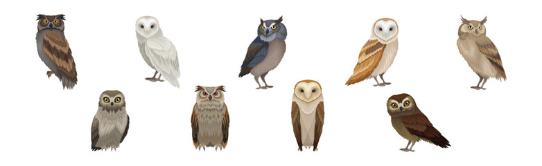 Different Species of Owl as Nocturnal Bird of Prey with Hawk-like Beak and Forward-facing Eyes Vector Set