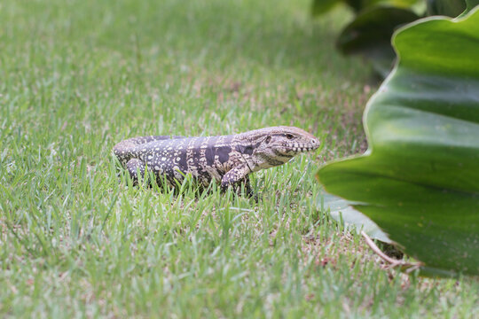 Brazilian Big Lizard. This animal is very rare in Brazilian forests