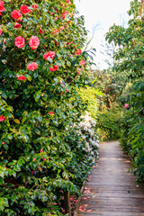 Path between beautiful blooming rhododendrons and camellia trees in botanical garden at spring