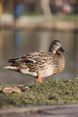 duck on the lake