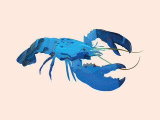Seascape inside silhouette animal, underwater scape sea shrimp animals vector illustration.