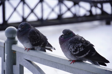 Two gray street pigeons perched on the gray railing of the city pavement in early spring