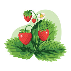 Red strawberries. Strawberries flowers and green leaves.
