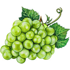 Watercolor hand drawn grape fruit