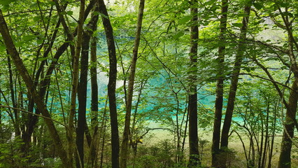 lake water sea seagulls birds on the water lake view landscape forest greenery forest lake mountain air mountain lake landscape nature