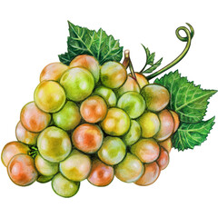 Watercolor hand drawn grape fruit