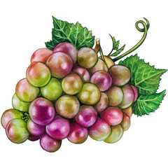 Watercolor hand drawn grape fruit