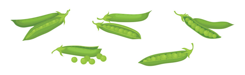 Green Peas in Pod as Agricultural Crop Vector Set