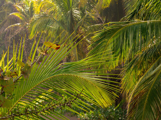 Obraz na płótnie Canvas Palm trees on Caribbean coast of Costa Rica