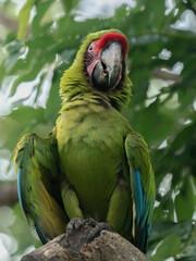 Green macaw, closeup © Mats
