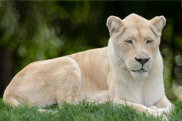 Fototapeta na wymiar white lioness lying on the grass