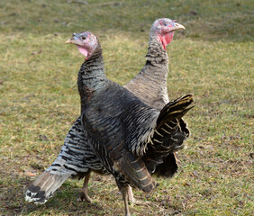 Turkeys in a rural yard