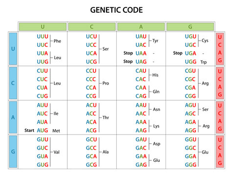 รูปภาพCodon – เลือกดูภาพถ่ายสต็อก เวกเตอร์ และวิดีโอ940 | Adobe Stock