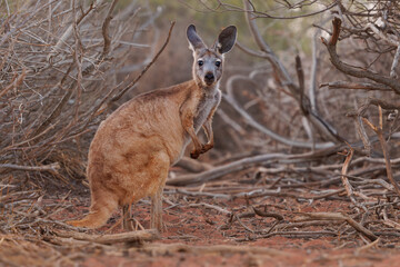 Common Wallaroo - Osphranter robustus also called euro or hill wallaroo, mostly nocturnal and...