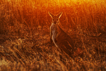 Common Wallaroo - Osphranter robustus also called euro or hill wallaroo, mostly nocturnal and solitary, loud hissing noise, sexually dimorphic, like most wallaroos, silhouette in evening