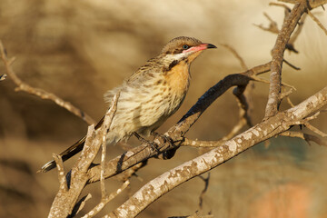 Spiny-cheeked Honeyeater - Acanthagenys rufogularis frugivorous bird, also eat nectar, blooms, insects, reptiles and young birds, in deserts, coastal scrubland and dry woodlands of Australia