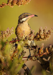 Spiny-cheeked Honeyeater - Acanthagenys rufogularis frugivorous bird, also eat nectar, blooms, insects, reptiles and young birds, in deserts, coastal scrubland and dry woodlands of Australia