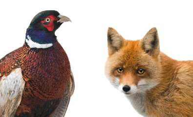 Pheasant and fox isolated on white background
