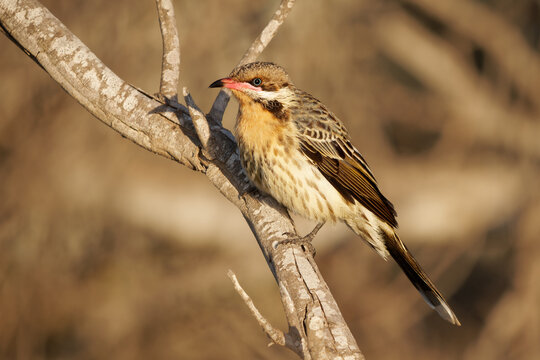 Spiny-cheeked Honeyeater - Acanthagenys rufogularis frugivorous bird, also eat nectar, blooms, insects, reptiles and young birds, in deserts, coastal scrubland and dry woodlands of Australia