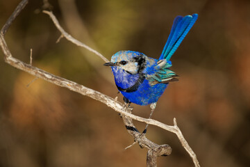 Male of Splendid Fairywren - Malurus splendens passerine bird in Maluridae, blue wren found in Australia in arid and semi-arid regions, sexual dimorphism, small long-tailed bird of bright blue