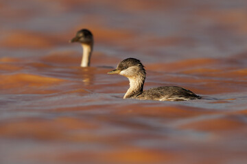 Hoary-headed Grebe - Poliocephalus poliocephalus bird breeds in southern Australia, winters throughout Tasmania, silvery-white streaking on black head, hunts dragofly in the red lake