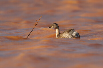 Hoary-headed Grebe - Poliocephalus poliocephalus bird breeds in southern Australia, winters...