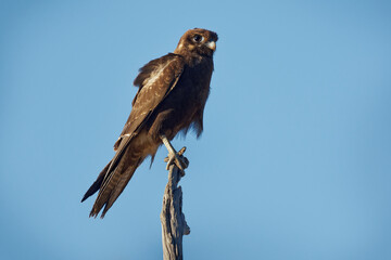 Black Falcon - Falco subniger medium-large falcon endemic to Australia, mainland states and territories, uniform dark brown to sooty black color, perching and flying dark bird