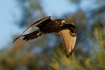 Black Falcon - Falco subniger medium-large falcon endemic to Australia, mainland states and...