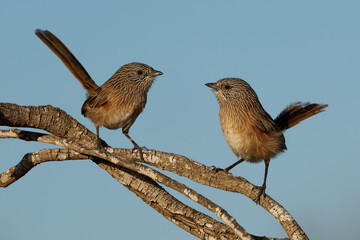 Singing Western Grasswren Amytornis textilis also Thick-billed grasswren or Textile wren, small australian endemic mainly terrestrial bird, male and female in pair communicate face to face