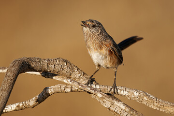 Singing Western Grasswren Amytornis textilis also Thick-billed grasswren or Textile wren, small australian endemic mainly terrestrial bird, brown plumage streaked with black and white and long tail