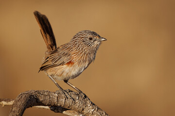 Singing Western Grasswren Amytornis textilis also Thick-billed grasswren or Textile wren, small australian endemic mainly terrestrial bird, brown plumage streaked with black and white and long tail