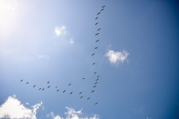 birds flying in the sky