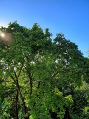 trees in the forest