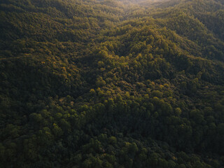 Aerial top view forest tree, Rainforest ecosystem and healthy environment concept and background, Texture of green tree forest view from above.