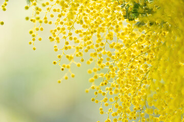 flowers and potted flowers of mimosa a beautiful flower symbol of Women&rsquo;s Day celebrated on March 8