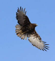 red tailed hawk