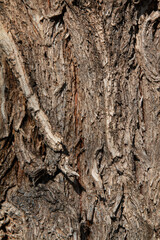 bark of a tree
