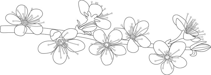 Flowering cherry branch. Spring flowers. Black and white illustration. Coloring page.