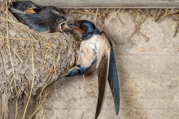 Barn swallow (Hirundo rustica) feeding its chicks at the nest on the farm.