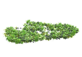 Obraz premium Field of plants isolated on transparent background. 3d rendering - illustration