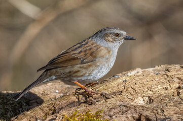 Dunnock (Prunella modularis) perched on a branch in the forest in winters.