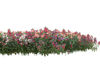 Field of plants isolated on transparent background. 3d rendering -