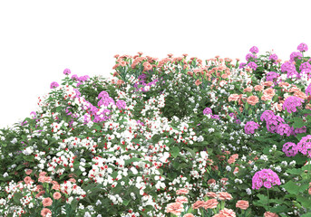 Field of plants isolated on transparent background. 3d rendering - illustration