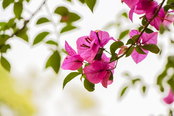 Closu-up view of purple Bougainvillea spectabilis (or great bougainvillea) flowers on branch in ornamental garden in a sunny day. Soft focus. Beauty in nature theme.