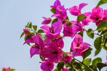 Closu-up view of purple Bougainvillea spectabilis (or great bougainvillea) flowers on branch in ornamental garden in a sunny day. Soft focus. Beauty in nature theme.